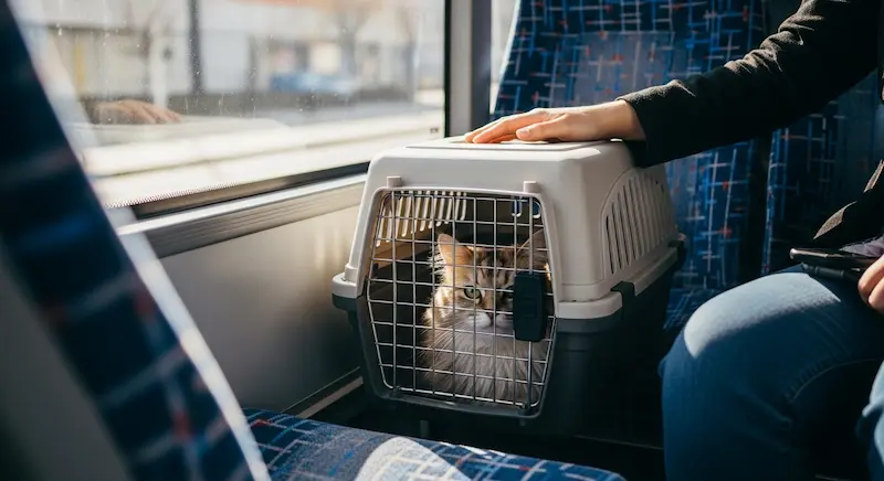 Gato em caixa de transporte dentro de ônibus